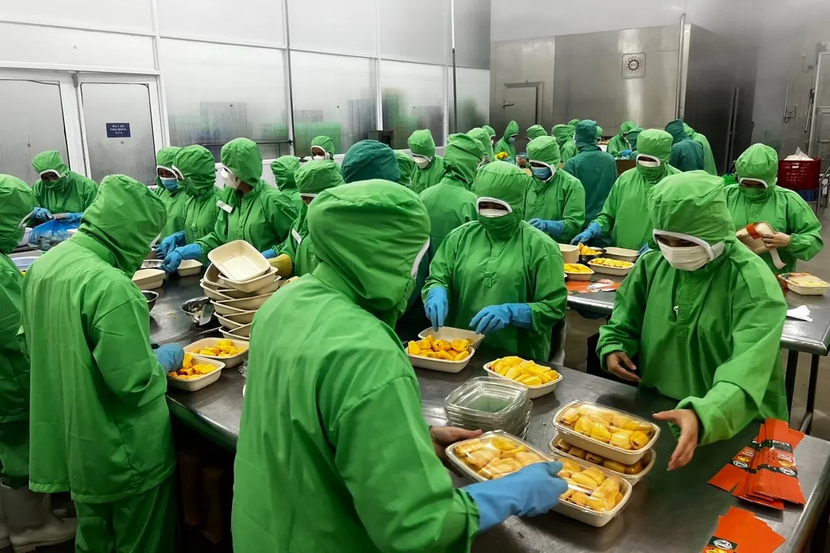 KHAMACO staff in green hooded food-grade suits, masks and gloves packing sliced mango into trays in the processing room.