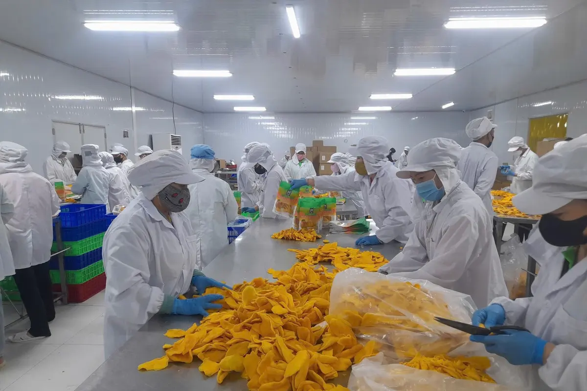 KHAMACO staff in white food-grade coats, caps and gloves trimming and grading soft-dried mango slices in the processing hall.