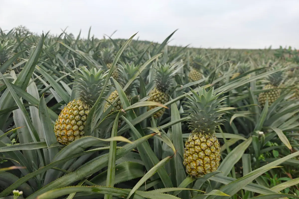 Freshly cut pineapples in harvest crates at the edge of a Vietnamese pineapple field.