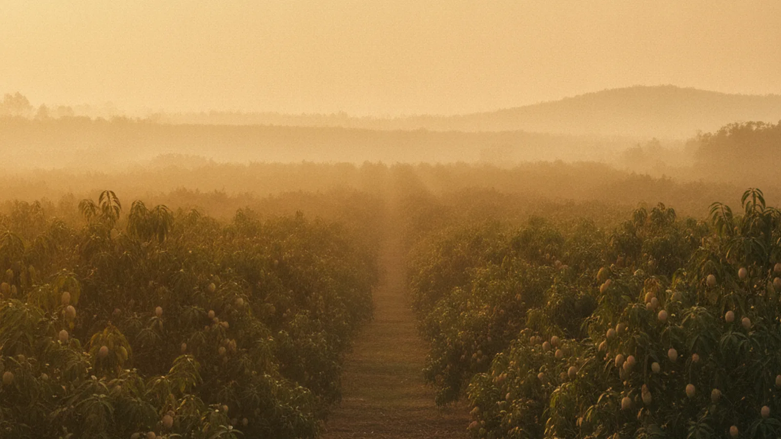 Rows of mango trees in a Khanh Hoa orchard under golden-hour haze.