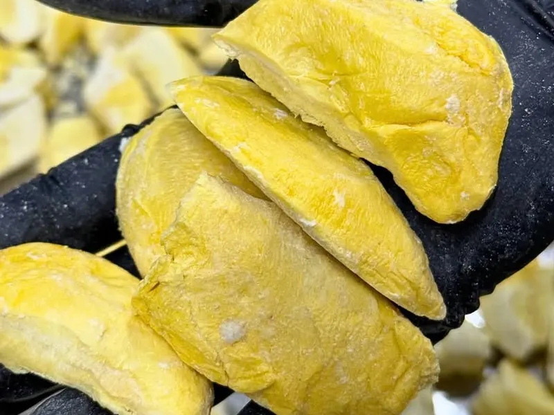 Black-gloved hand holding a large piece of freeze-dried durian above more pieces.