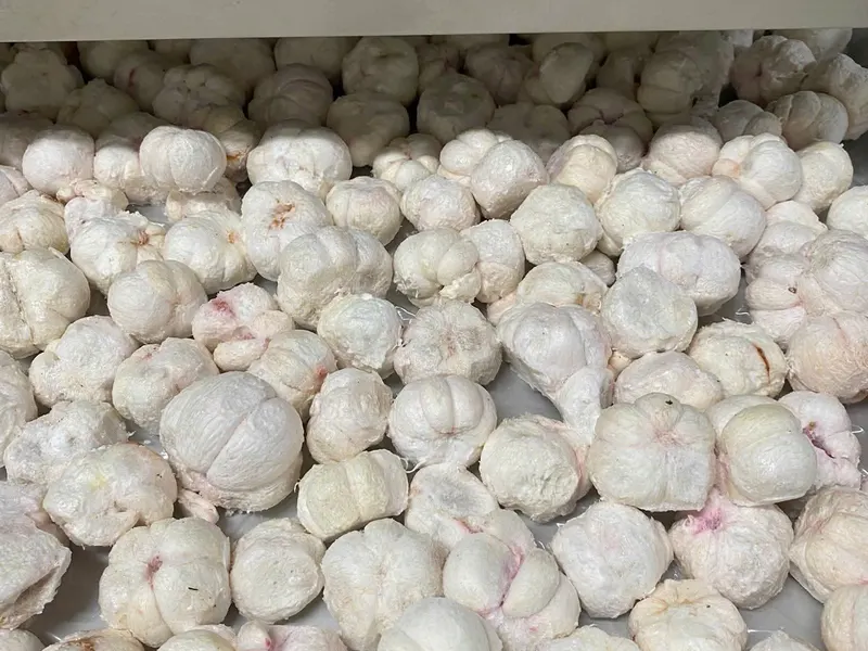Large metal tray covered with freeze-dried mangosteen on a factory rack.