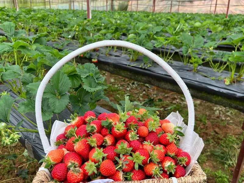 Strawberry farm with black-mulched beds and a wicker basket of freshly picked strawberries in front.