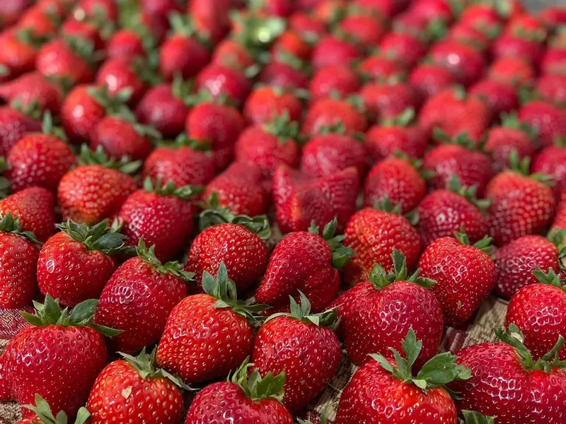Rows of fresh red strawberries with green calyxes laid out neatly.