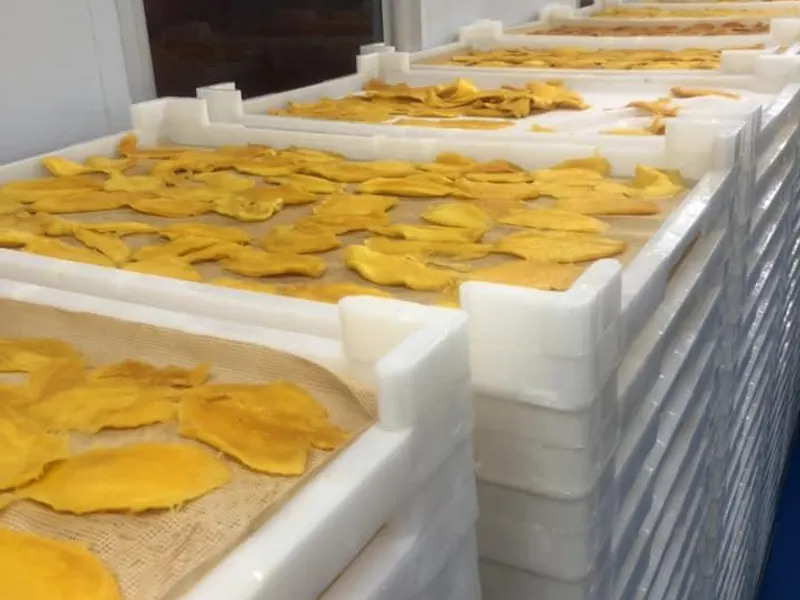 Long drying room with rows of white trays covered in mango slices receding into the distance.