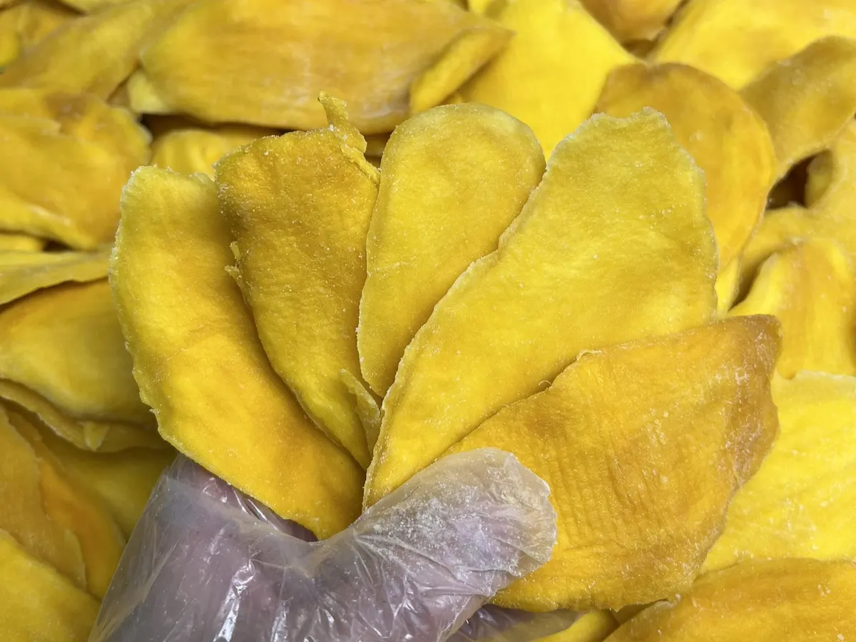 Hand in a thin nylon glove holding one soft-dried mango slice above a batch of dried mango.