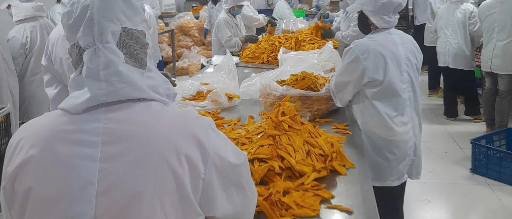 Wide view of a workshop with many white-coated workers along steel tables covered in dried mango.