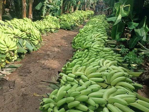 Freshly cut green banana bunches lined along a dirt path in the plantation.