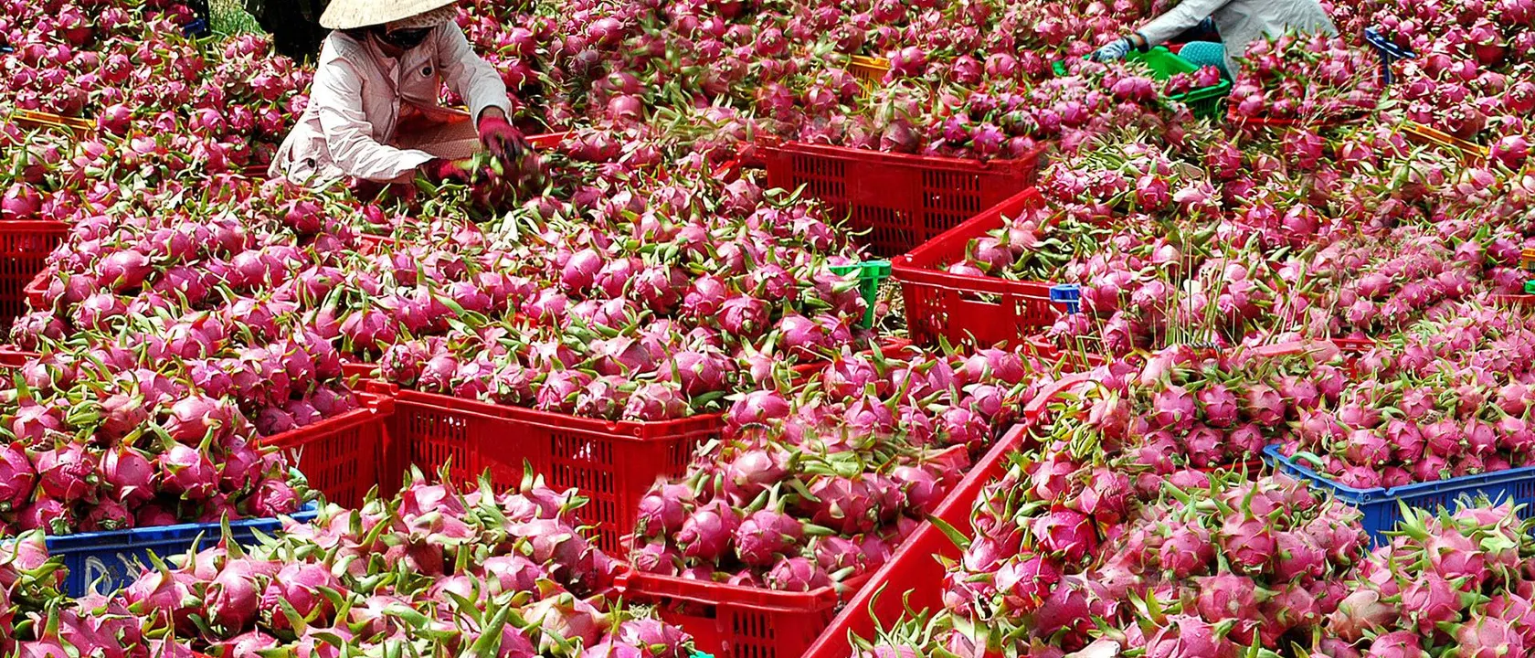 Farmers in conical hats sorting dragon fruit among rows of red harvest crates in a field.