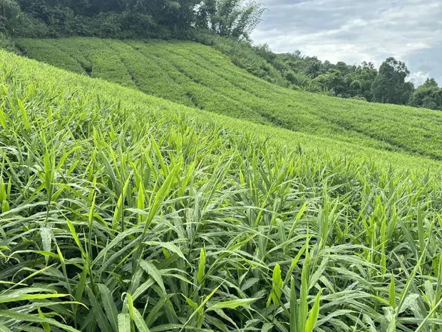 Rolling hillside field of green ginger plants under a cloudy sky.