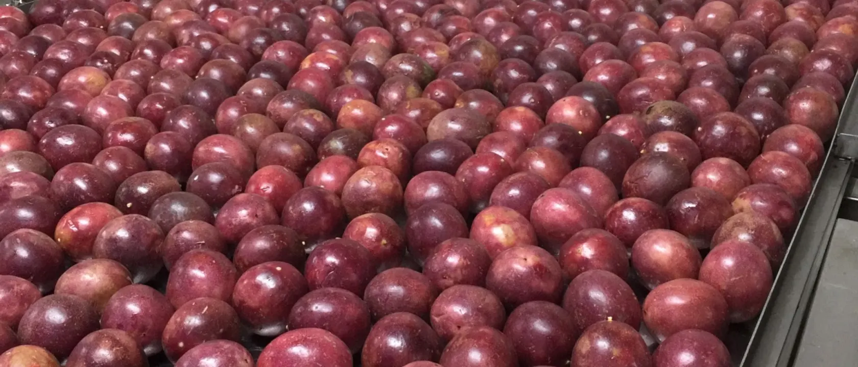 Large tray heaped with fresh purple passion fruits