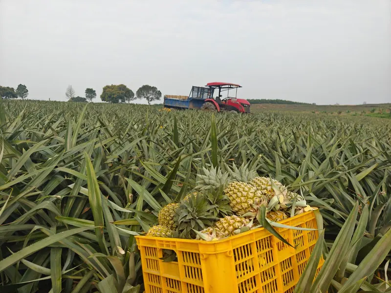 Yellow crate of freshly harvested pineapples in a field with a tractor in the distance