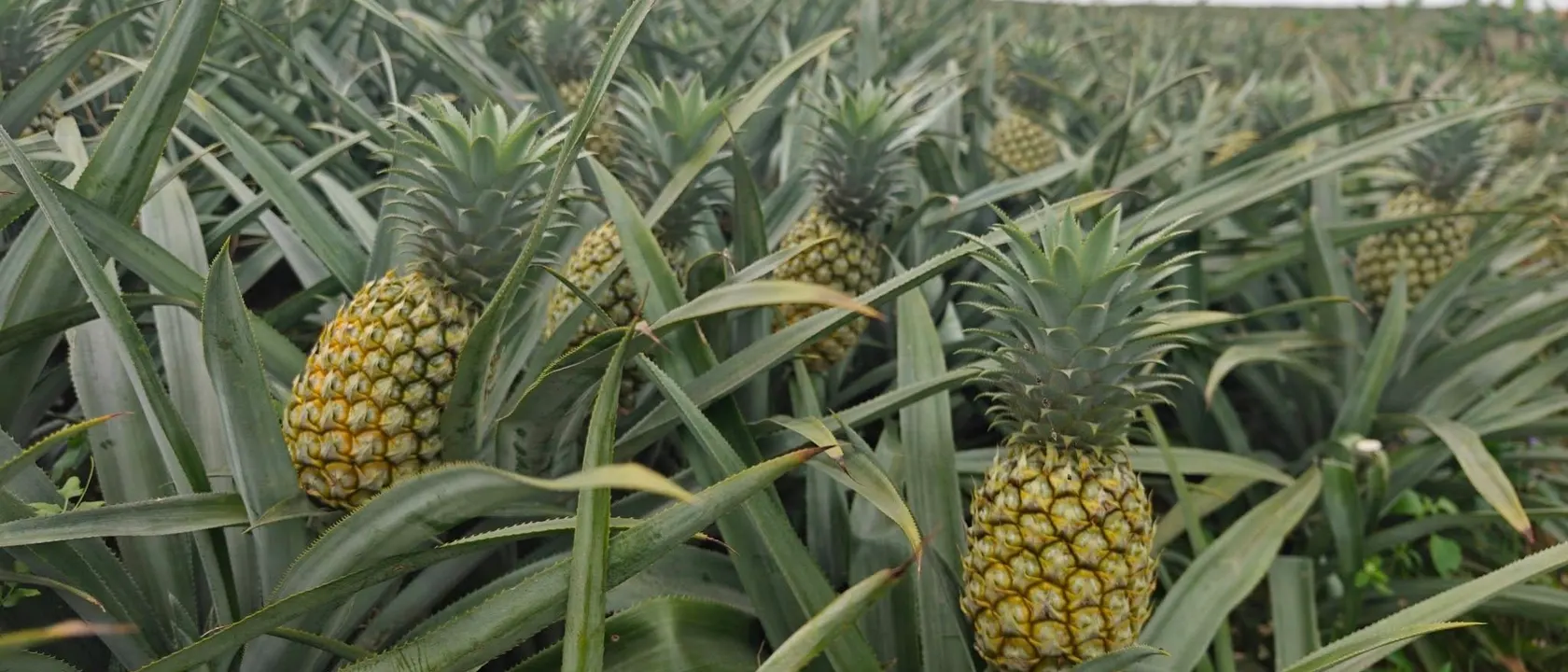 Wide pineapple field with ripening fruits among the leaves