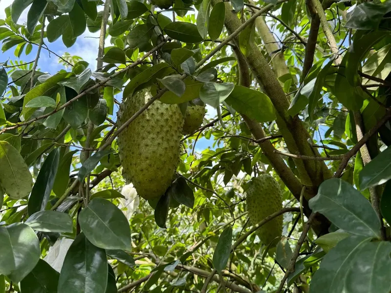 Soursop tree bearing green fruit on the branch.