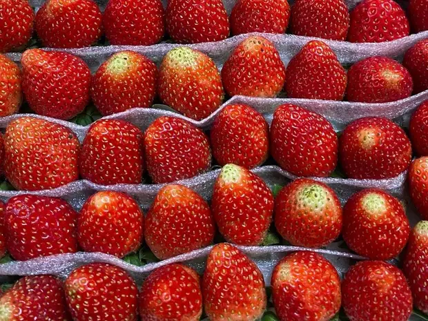 Fresh red strawberries neatly arranged in rows inside a moulded packing tray.